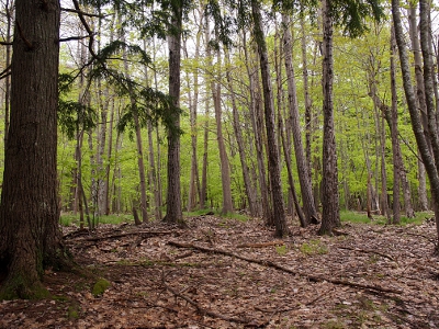 [Mostly tree trunks with leaves under foot, but some light green leafing trees in the background.]